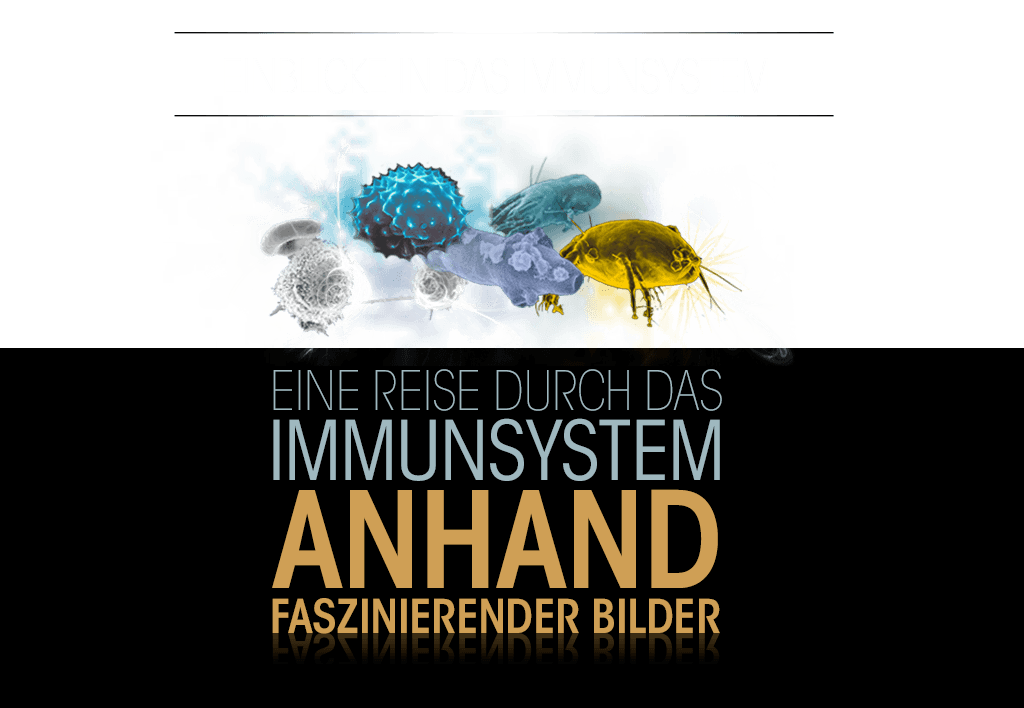 Eine Reise durch das Immunsystem anhand faszinierender Bilder